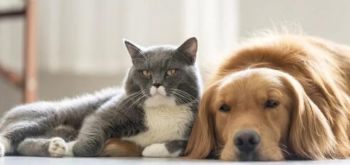 Registo e Licenciamento de Animais